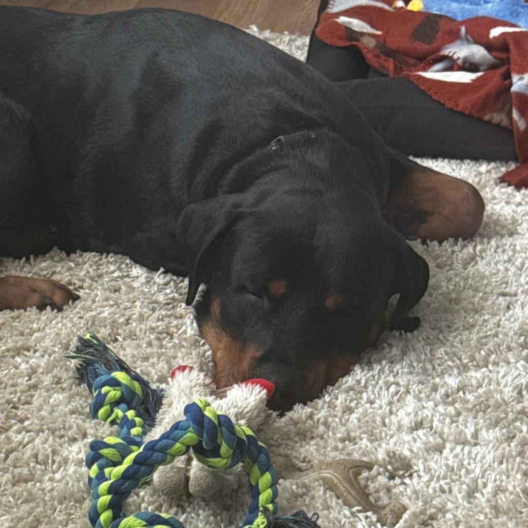 Enlarge Monty, a Adoptable Rottweiler in Grand Rapids, MN image 4/6