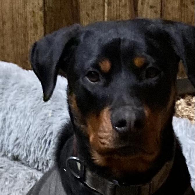 Enlarge Monty, a Adoptable Rottweiler in Grand Rapids, MN image 1/6