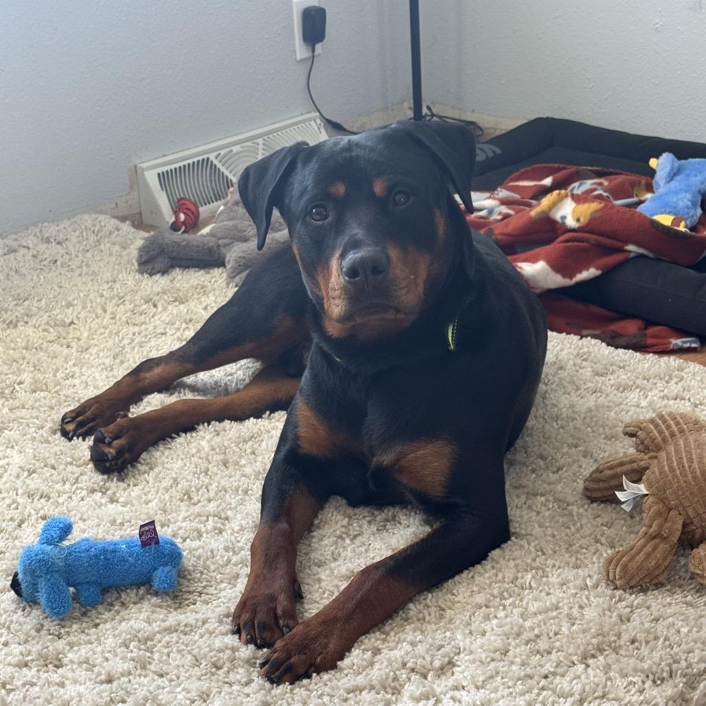 Enlarge Monty, a Adoptable Rottweiler in Grand Rapids, MN image 2/6