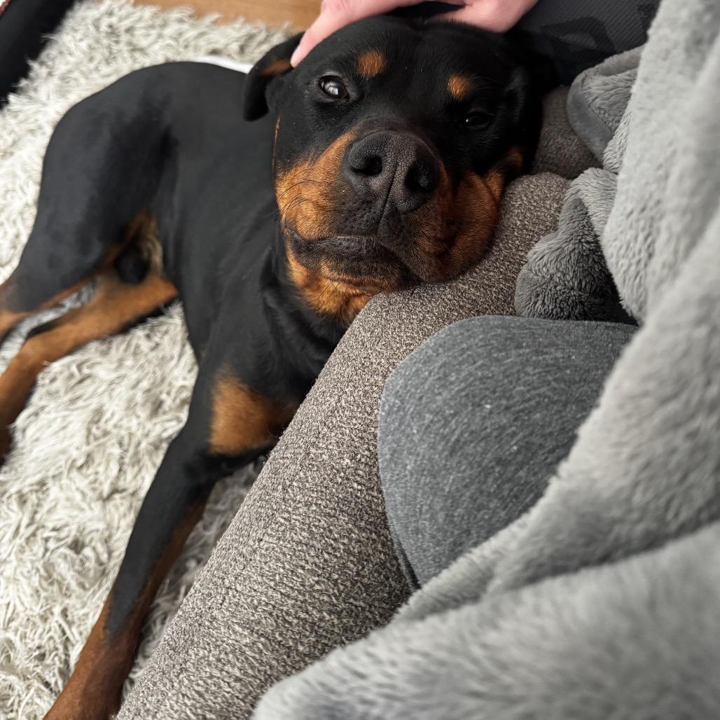 Enlarge Monty, a Adoptable Rottweiler in Grand Rapids, MN image 3/6