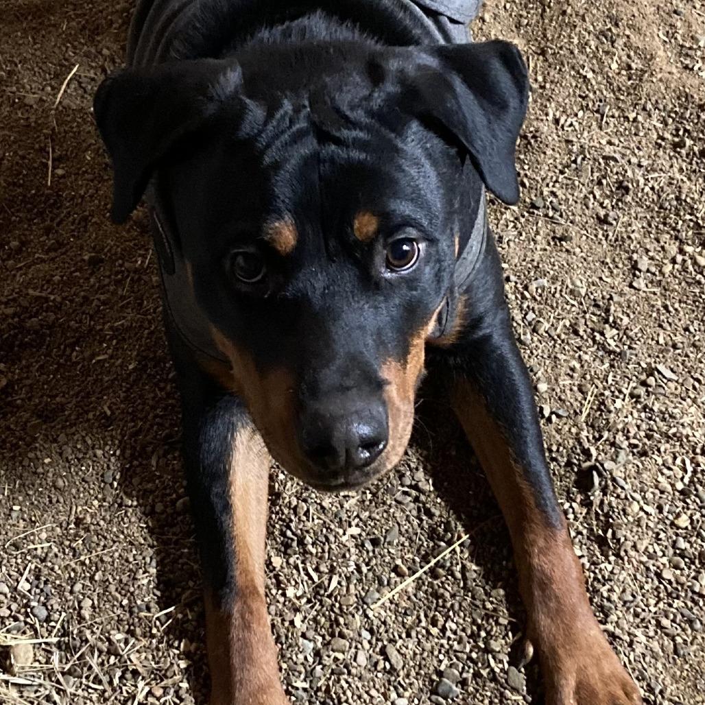 Enlarge Monty, a Adoptable Rottweiler in Grand Rapids, MN image 5/6
