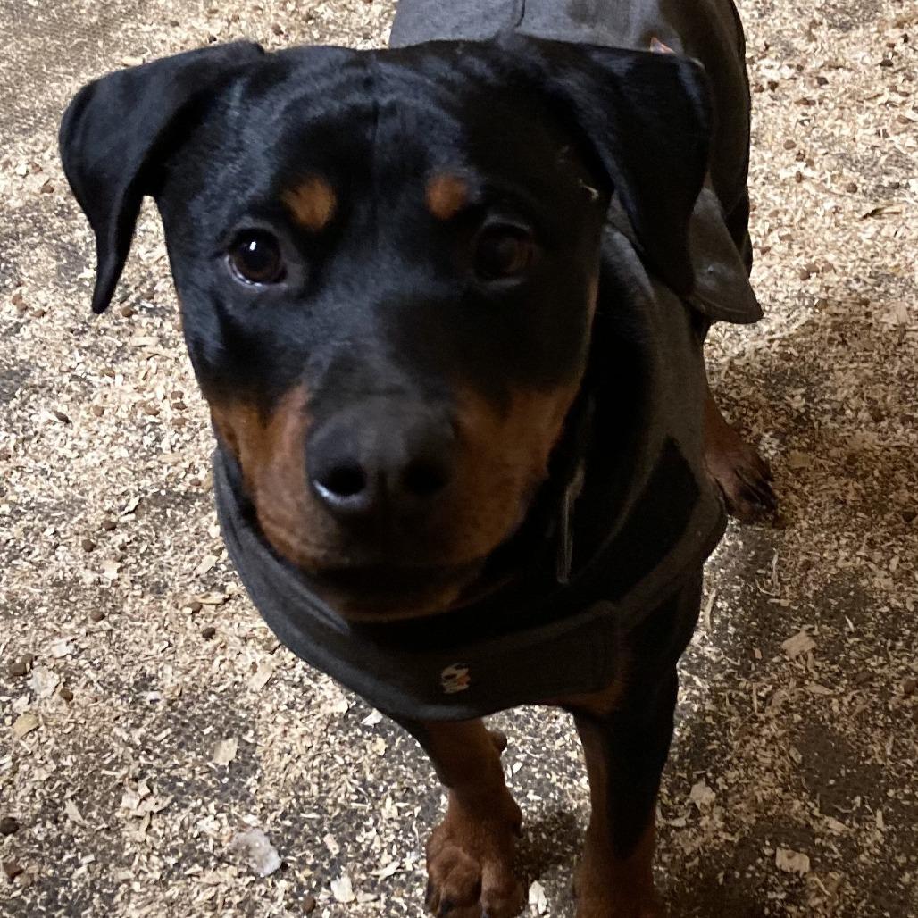 Enlarge Monty, a Adoptable Rottweiler in Grand Rapids, MN image 6/6