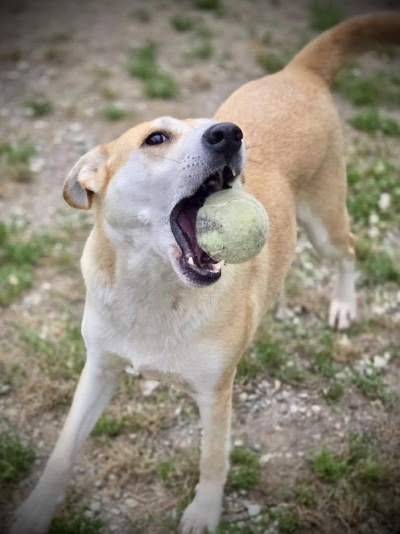 Enlarge Mandy, a Adoptable Mixed Breed in Chatsworth, GA image 1/2