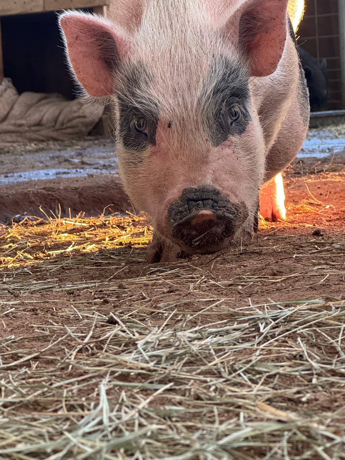 Pearl, Adopted, Young Female Pot Bellied.