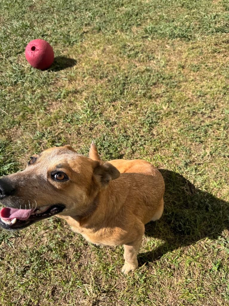 Enlarge Arrie, a Adopted Australian Cattle Dog / Blue Heeler in Belton, TX image 1/6