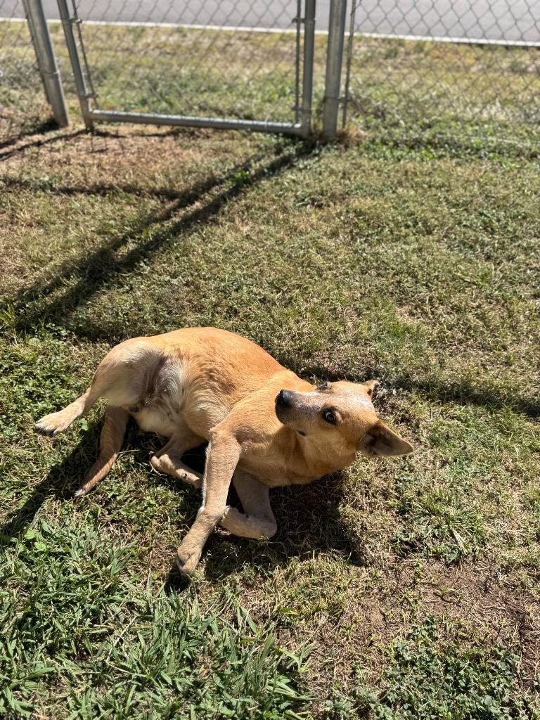 Enlarge Arrie, a Adopted Australian Cattle Dog / Blue Heeler in Belton, TX image 2/6