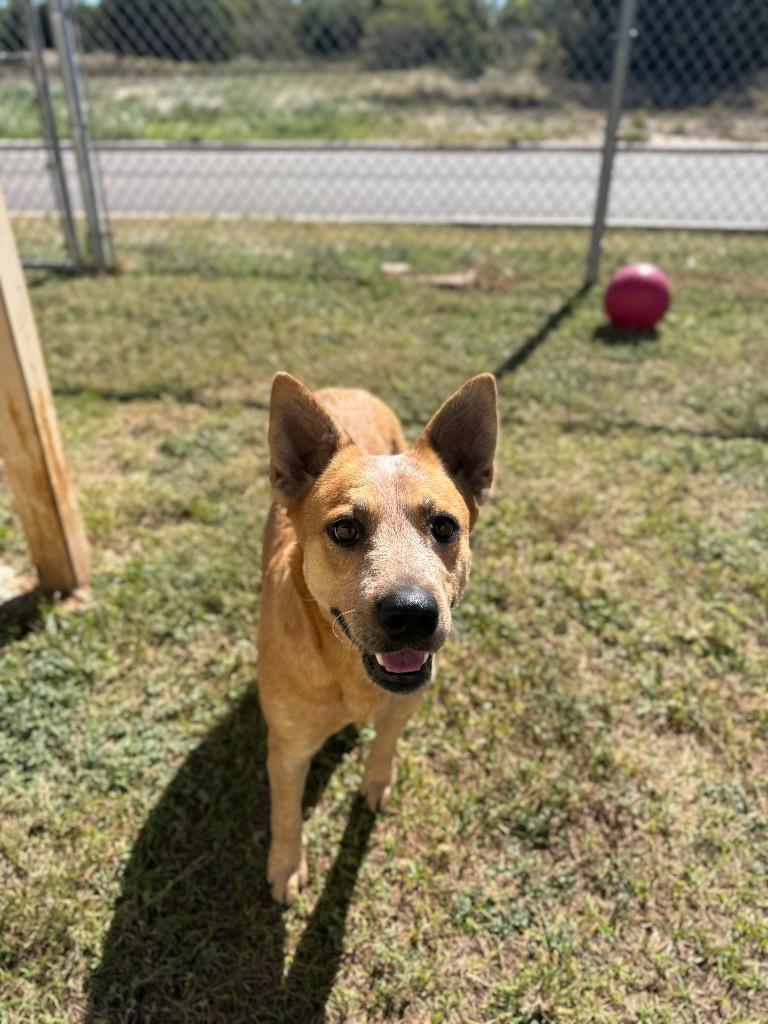 Enlarge Arrie, a Adopted Australian Cattle Dog / Blue Heeler in Belton, TX image 4/6