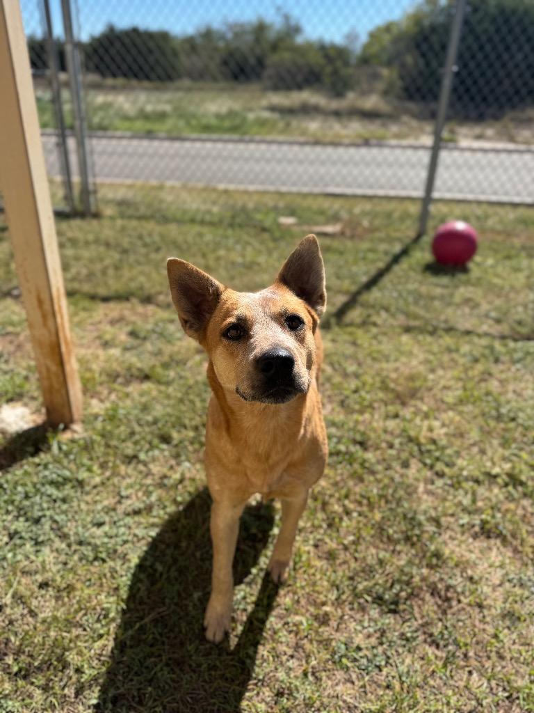 Enlarge Arrie, a Adopted Australian Cattle Dog / Blue Heeler in Belton, TX image 5/6