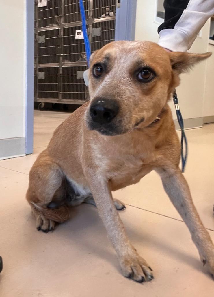 Enlarge Arrie, a Adopted Australian Cattle Dog / Blue Heeler in Belton, TX image 6/6