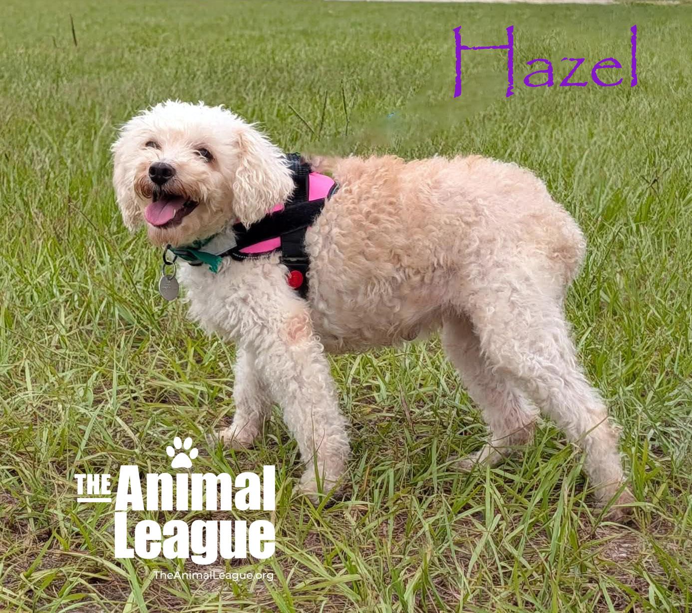 Enlarge Hazel, a Adopted mixed breed in Groveland, FL image 4/5