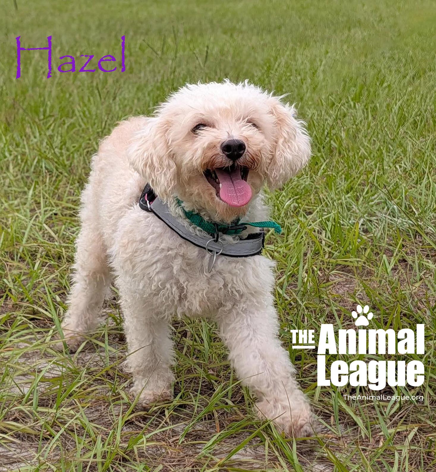 Enlarge Hazel, a Adopted mixed breed in Groveland, FL image 5/5