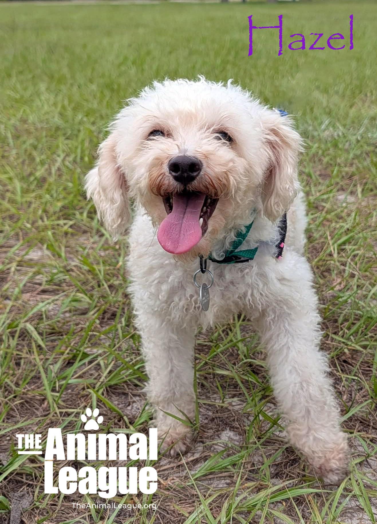 Hazel, Adopted, Adult Female Poodle.
