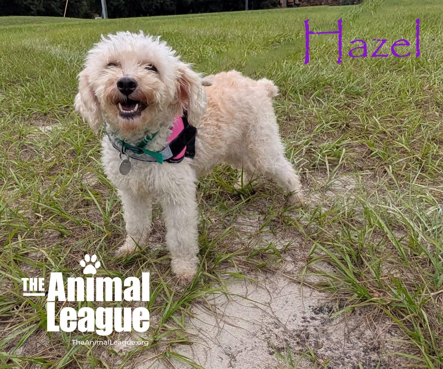 Enlarge Hazel, a Adopted mixed breed in Groveland, FL image 2/5