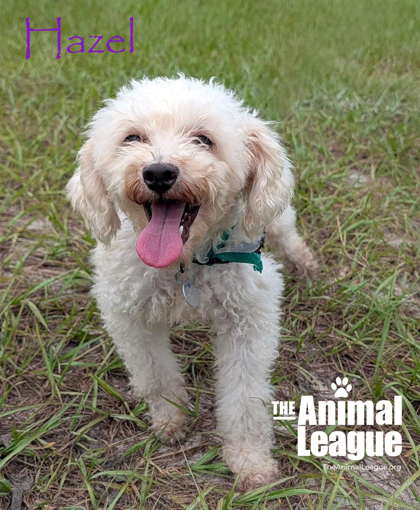 Enlarge Hazel, a Adopted mixed breed in Groveland, FL image 3/5