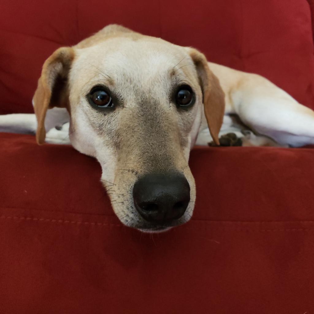 Goofy, Adoptable, Adult Male Australian Cattle Dog / Blue Heeler & Catahoula Leopard Dog.