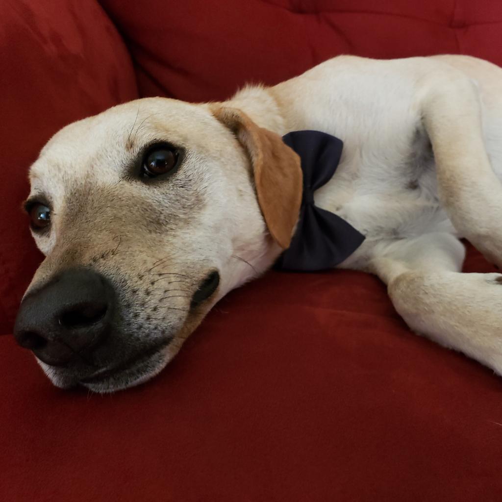 Goofy, a Adoptable mixed breed in Houston, TX image 2/6