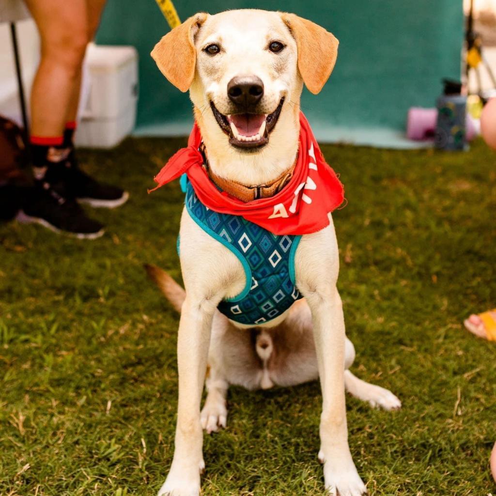 Enlarge Goofy, a Adoptable mixed breed in Houston, TX image 3/5