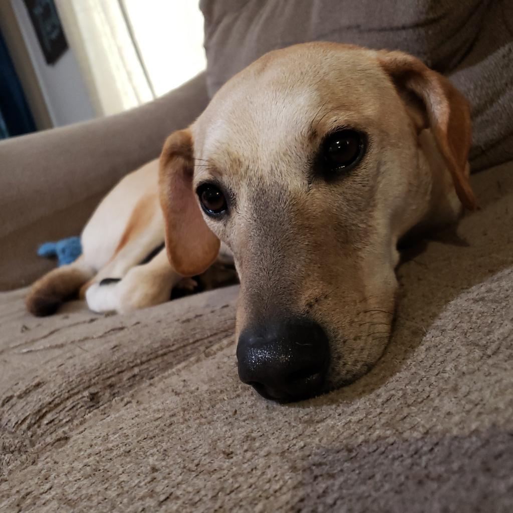 Goofy, a Adoptable mixed breed in Houston, TX image 3/6