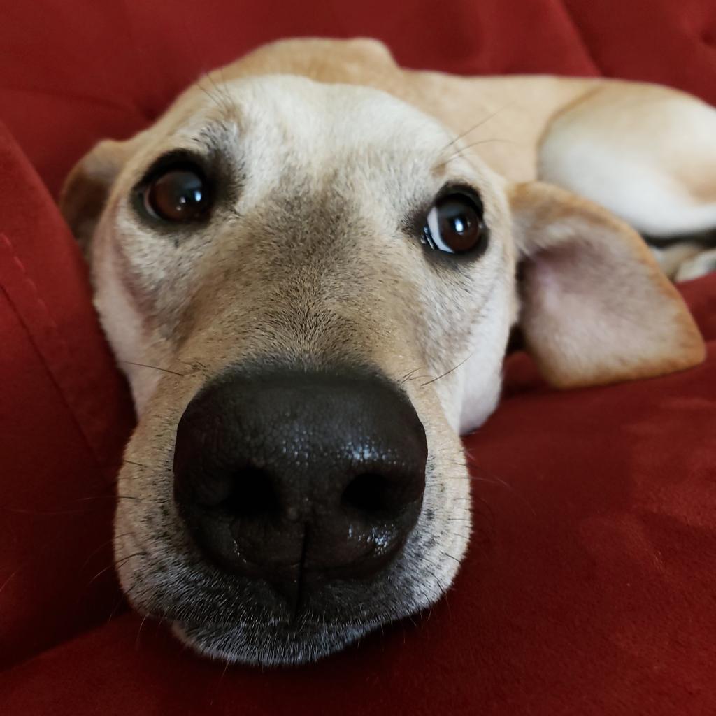 Goofy, a Adoptable mixed breed in Houston, TX image 4/6