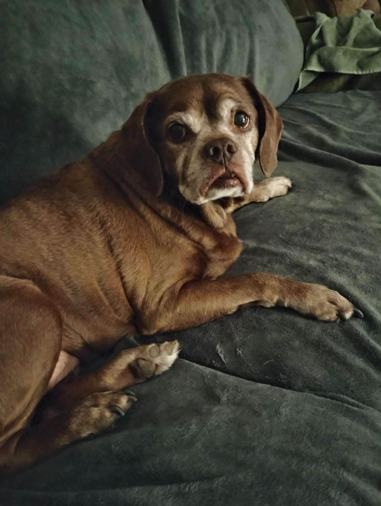 Enlarge Lady aka Ladybug - BONDED WITH LEO!!, a Adoptable mixed breed in Shakopee, MN image 1/3