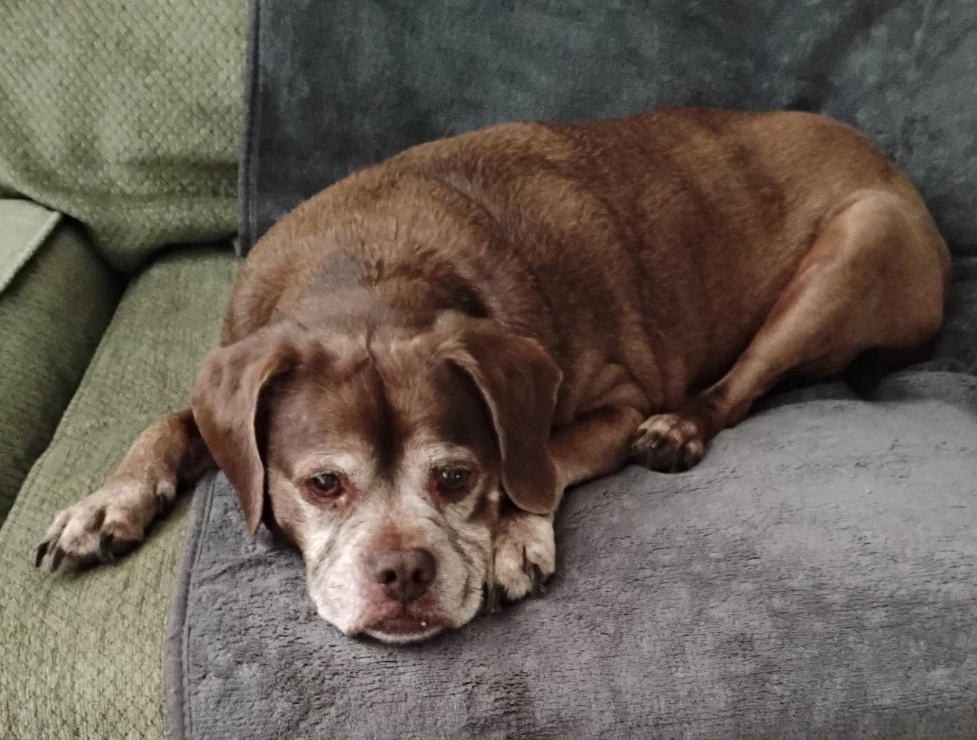 Lady aka Ladybug - BONDED WITH LEO!!, Adoptable, Senior Female Boxer & Pug.