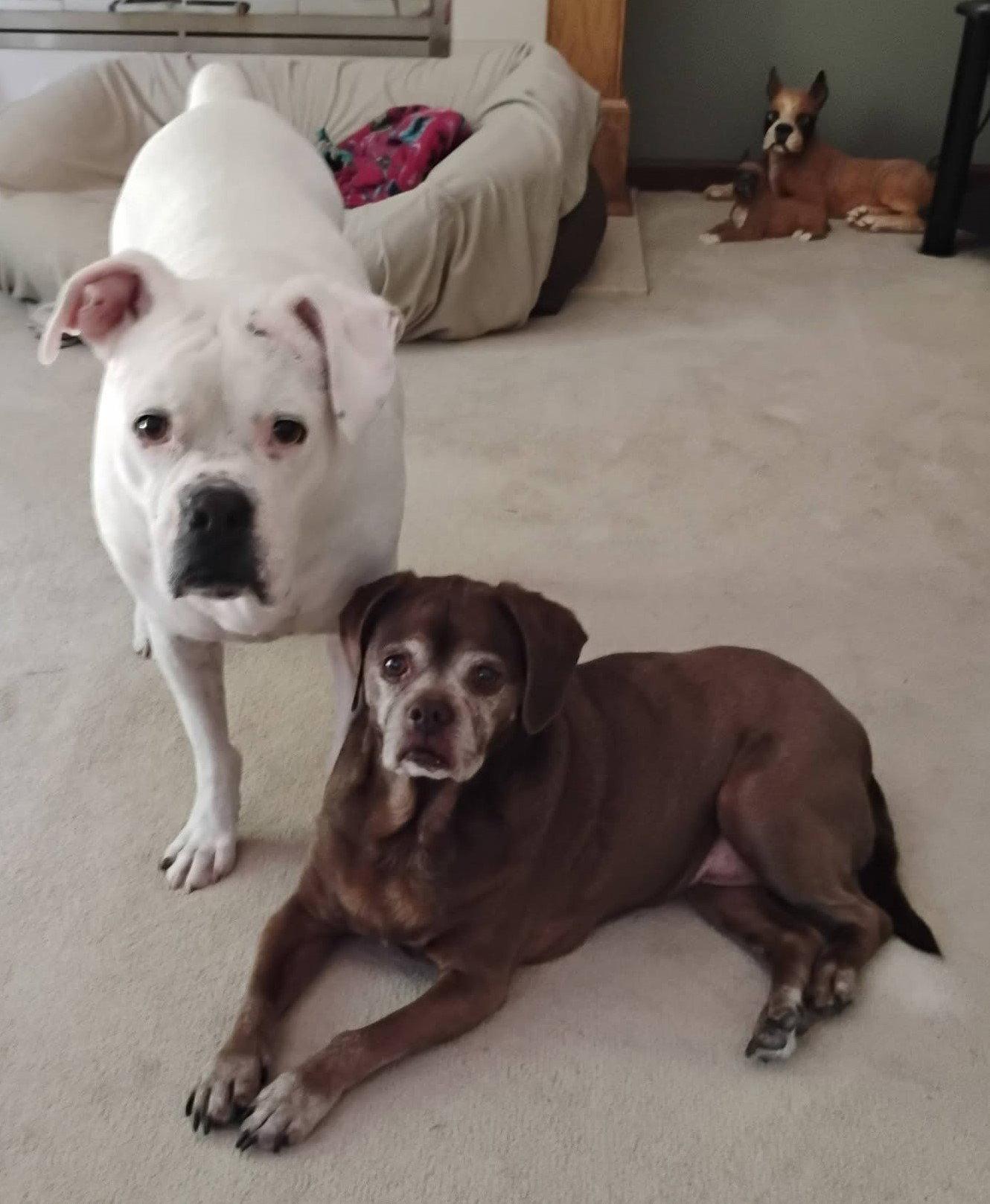 Enlarge Lady aka Ladybug - BONDED WITH LEO!!, a Adoptable mixed breed in Shakopee, MN image 2/3