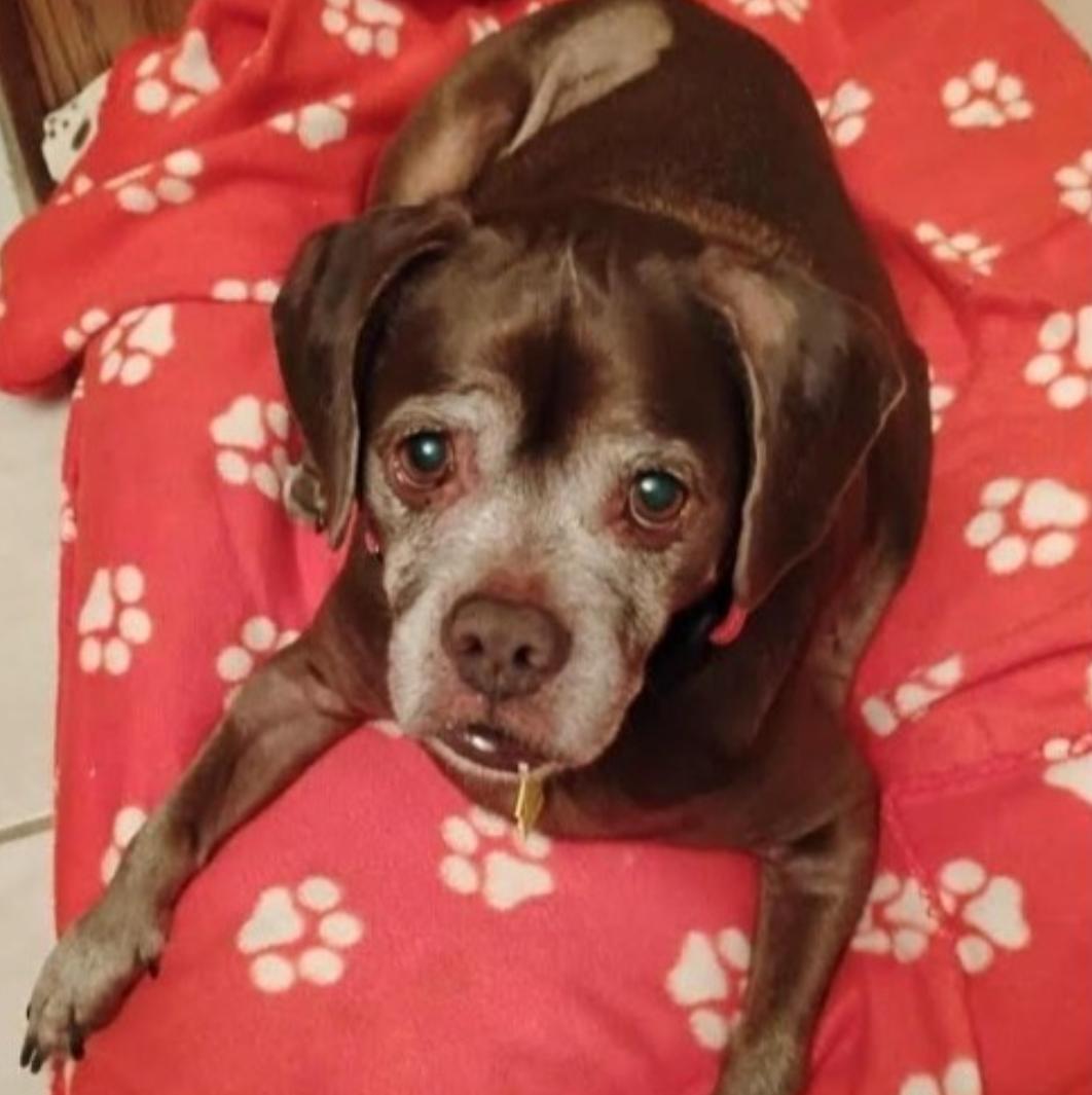 Lady aka Ladybug - BONDED WITH LEO!!, Adoptable, Senior Female Boxer & Pug.