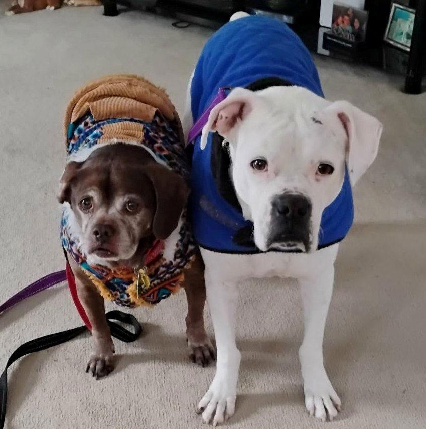 Lady aka Ladybug - BONDED WITH LEO!!