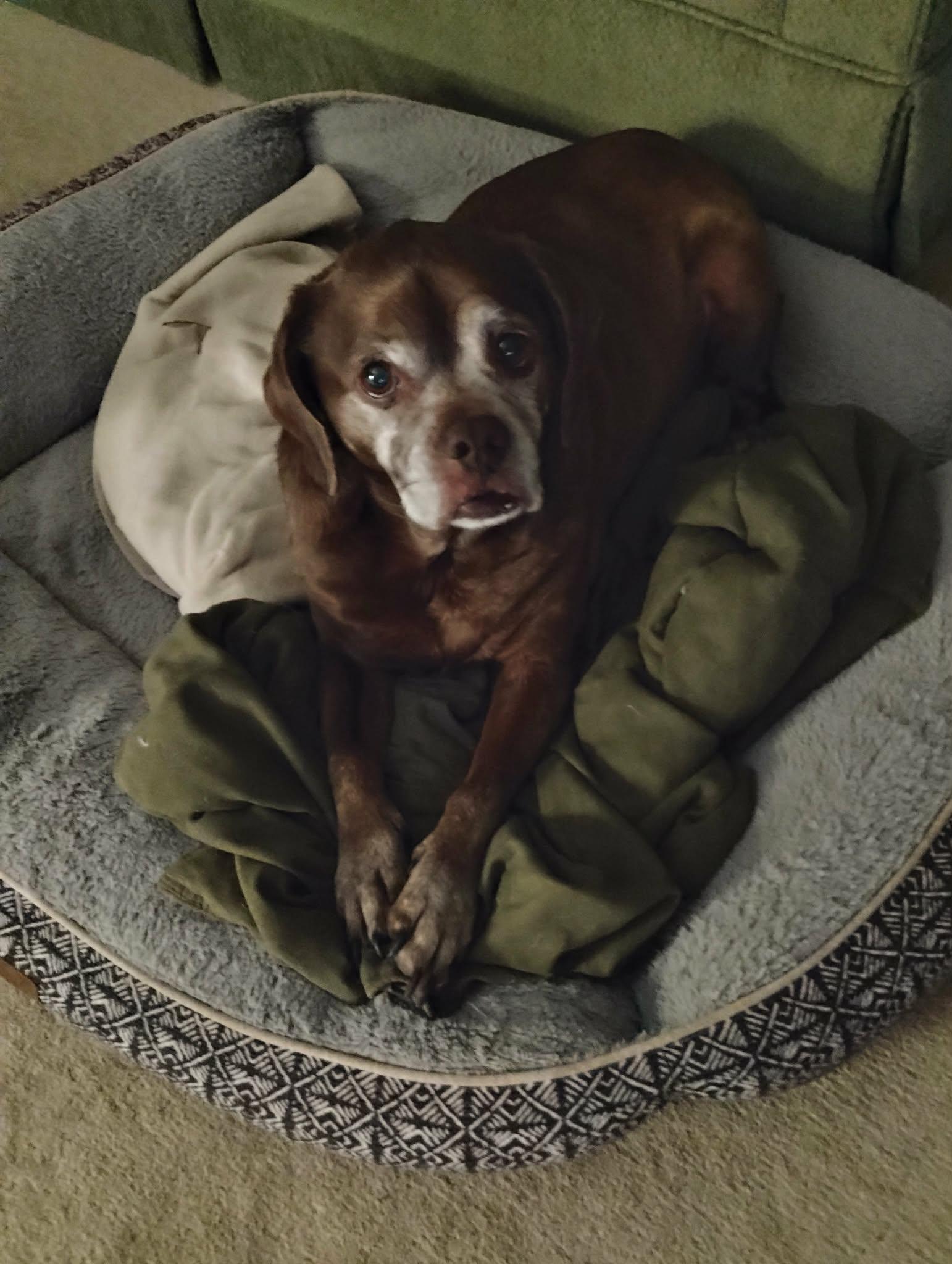 Enlarge Lady aka Ladybug - BONDED WITH LEO!!, a Adoptable mixed breed in Shakopee, MN image 2/3