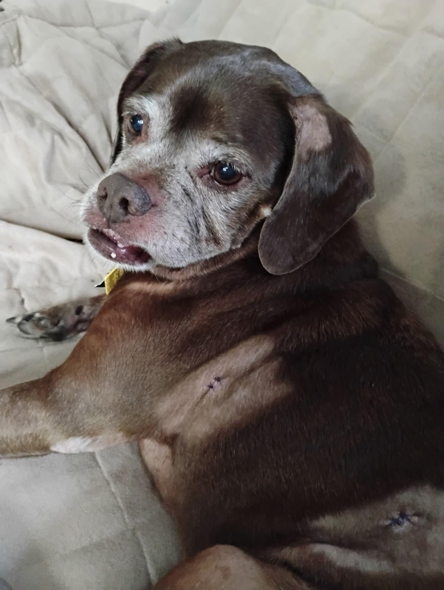 Enlarge Lady aka Ladybug - BONDED WITH LEO!!, a Adoptable mixed breed in Shakopee, MN image 3/3