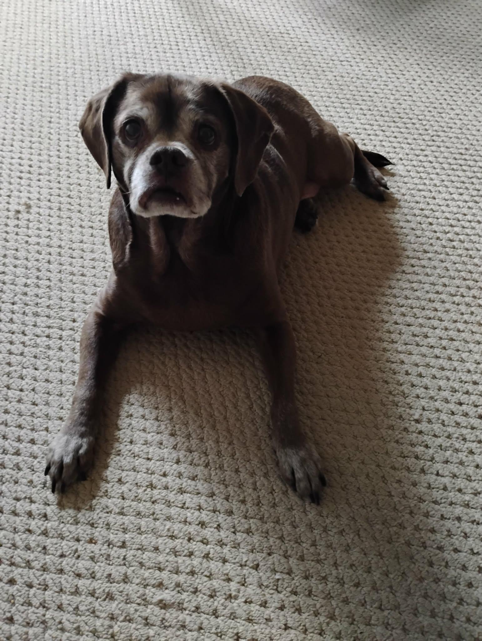 Enlarge Lady aka Ladybug - BONDED WITH LEO!!, a Adoptable mixed breed in Shakopee, MN image 2/3