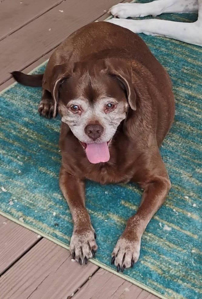 Enlarge Lady aka Ladybug - BONDED WITH LEO!!, a Adoptable mixed breed in Shakopee, MN image 3/3