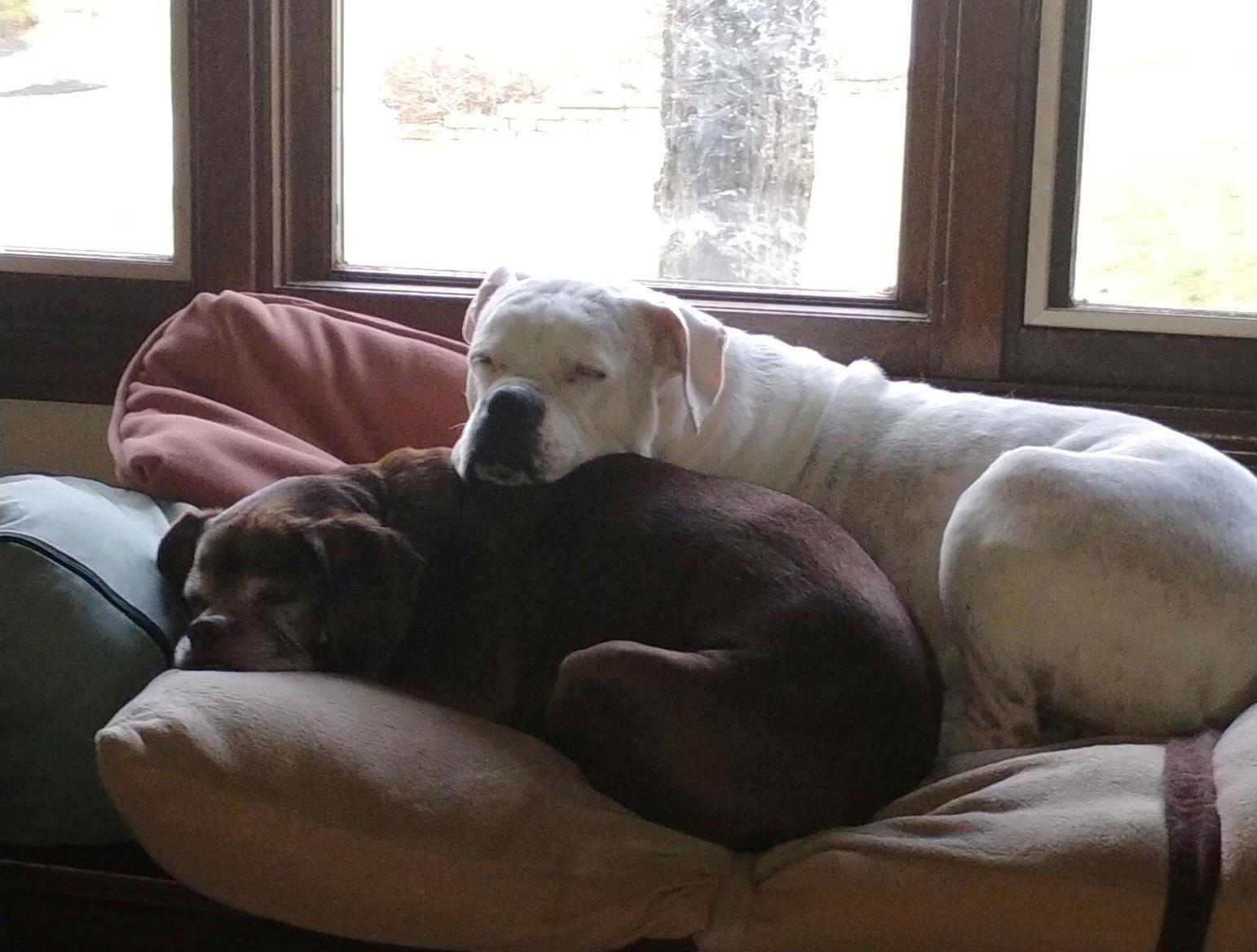 Enlarge Lady aka Ladybug - BONDED WITH LEO!!, a Adoptable mixed breed in Shakopee, MN image 3/3