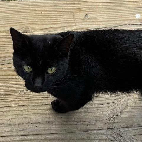 Buddy, Adoptable, Young Male Domestic Short Hair.