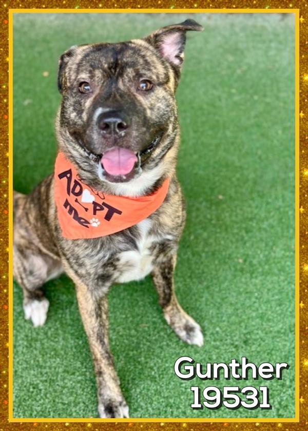 Enlarge Rocko (852), a Adoptable mixed breed in Marietta, GA image 1/1