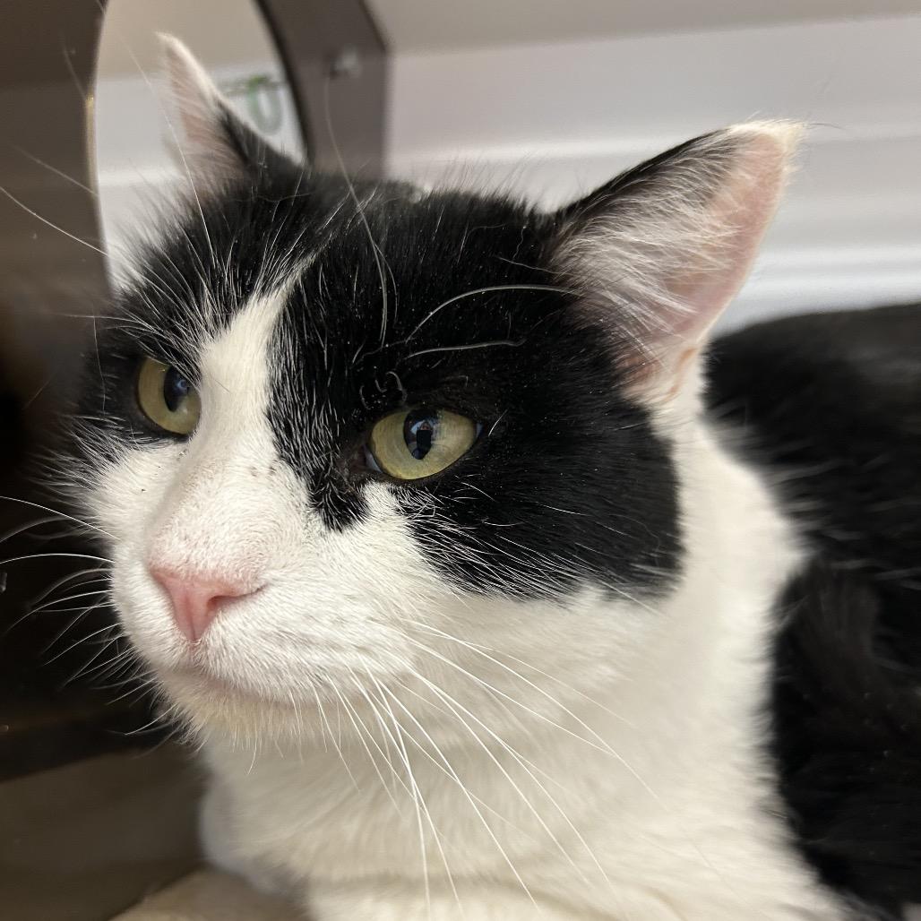 Enlarge Mr. Mayor, a Adoptable Domestic Short Hair in Park City, UT image 1/2