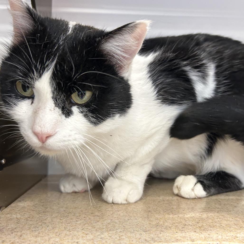 Enlarge Mr. Mayor, a Adoptable Domestic Short Hair in Park City, UT image 2/2