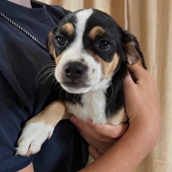 Saffron, a Adoptable Mixed Breed in Tomah, WI image 1/5