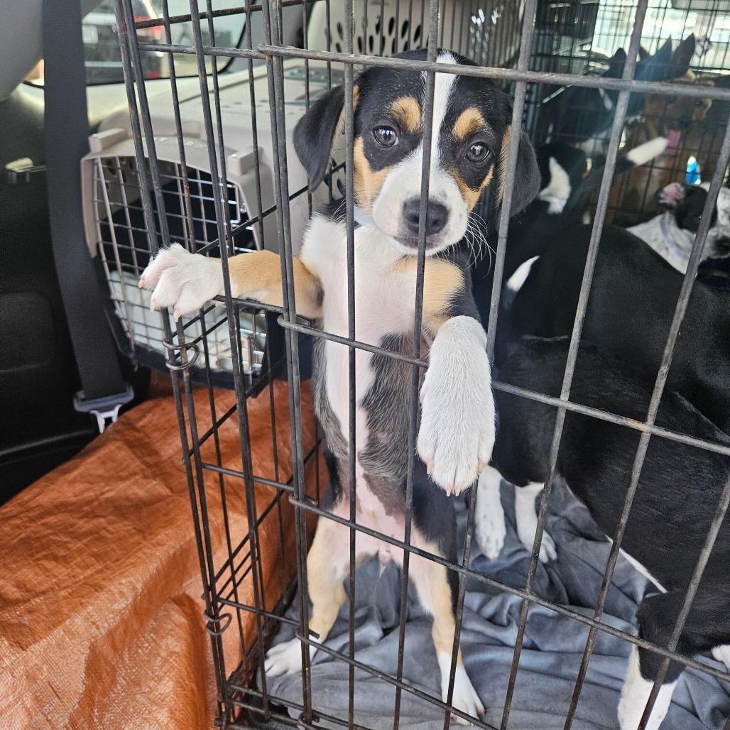 Saffron, a Adoptable Mixed Breed in Tomah, WI image 2/5