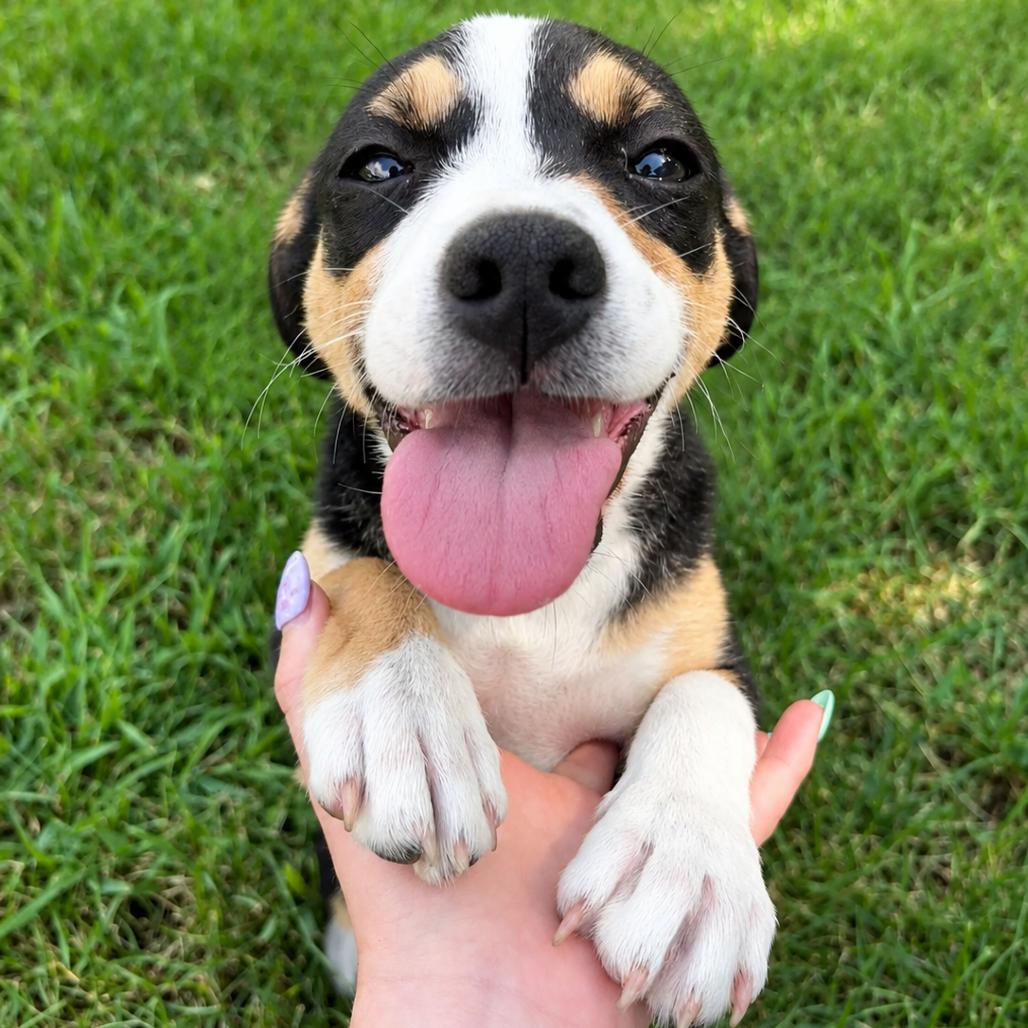 Saffron, a Adoptable Mixed Breed in Tomah, WI image 3/6