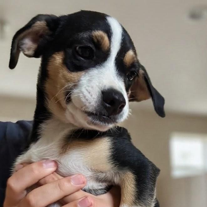 Saffron, a Adoptable Mixed Breed in Tomah, WI image 3/5