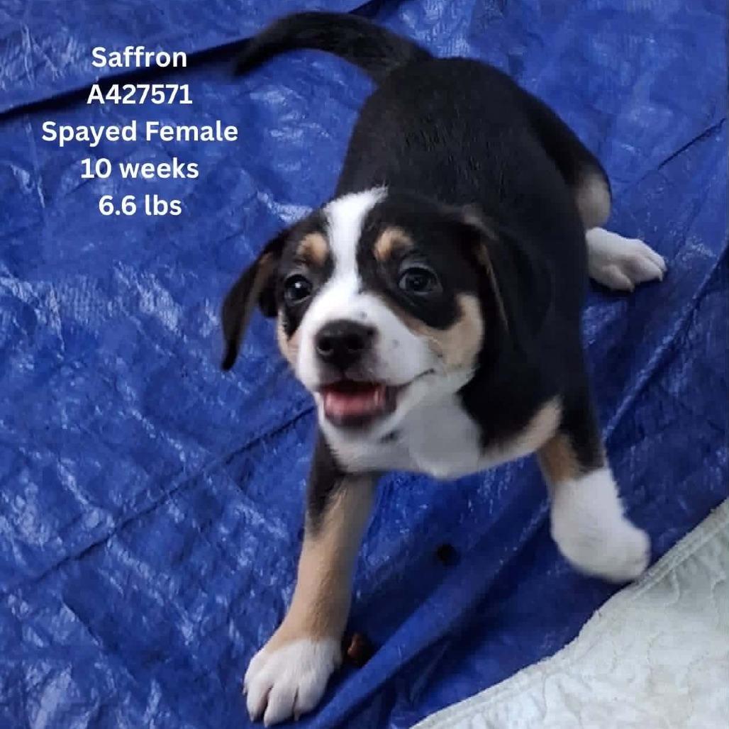 Saffron, a Adoptable Mixed Breed in Tomah, WI image 4/5