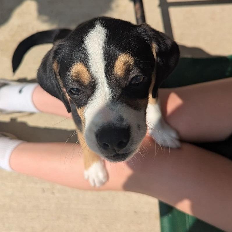 Saffron, a Adoptable Mixed Breed in Tomah, WI image 5/5