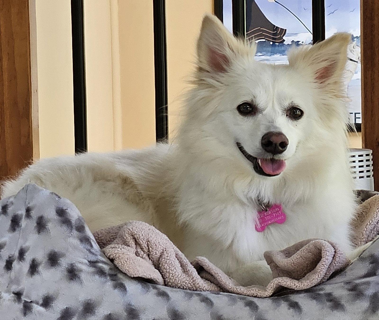 Diva of MD, Adopted, Adult Female American Eskimo Dog.