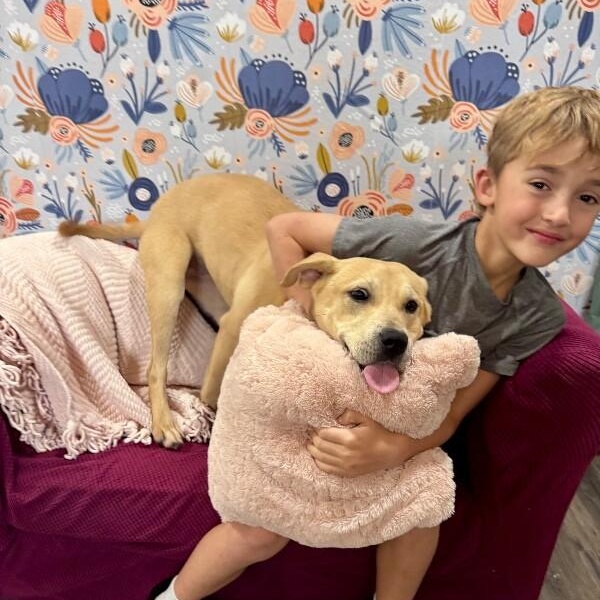 Enlarge Sunnie D Light Sadie, a Adoptable mixed breed in Syracuse, NY image 3/6