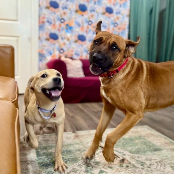 Enlarge Sunnie D Light Sadie, a Adoptable mixed breed in Syracuse, NY image 2/6