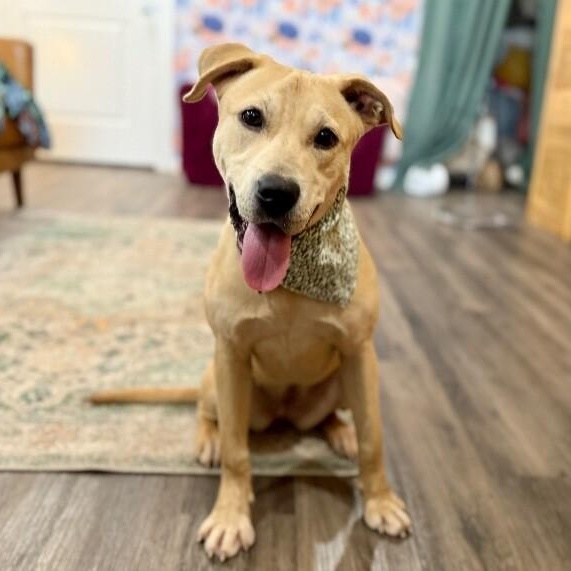 Enlarge Sunnie D Light Sadie, a Adoptable mixed breed in Syracuse, NY image 4/6