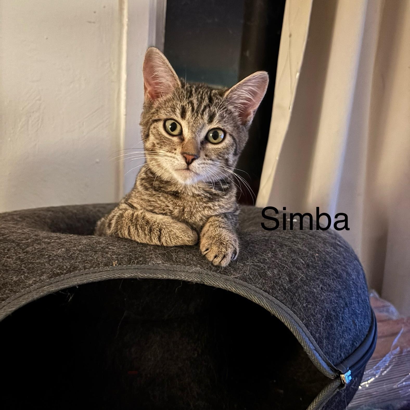 Enlarge Simba M. , an adopted Tabby in Sacramento, CA image 1/1