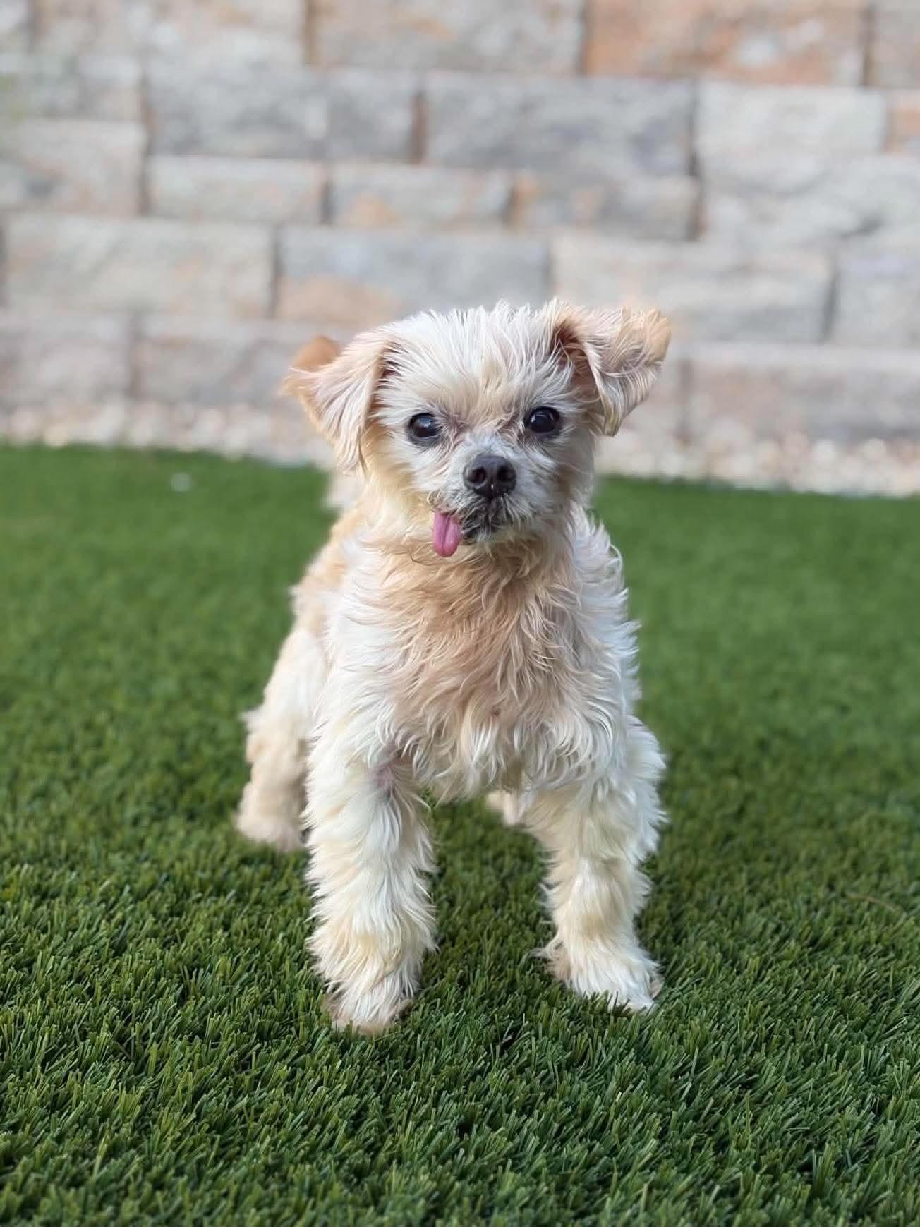 Enlarge Roo, a Adoptable Yorkshire Terrier in Las Vegas, NV image 1/1