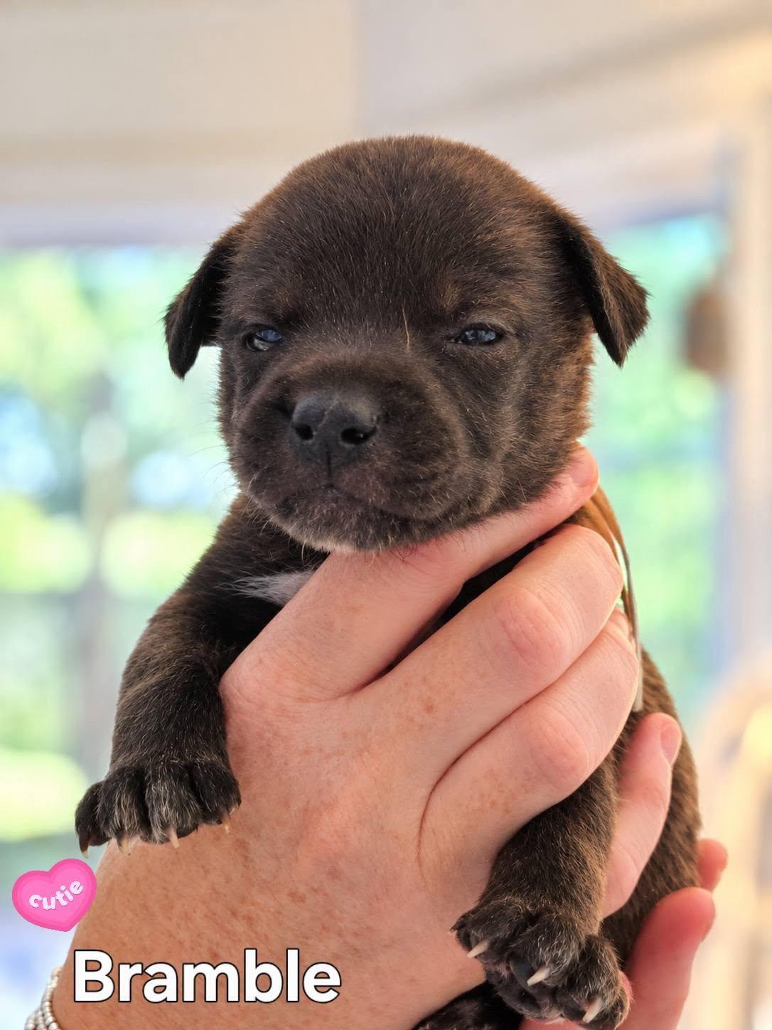 Bramble - Willow Mae Litter photo
